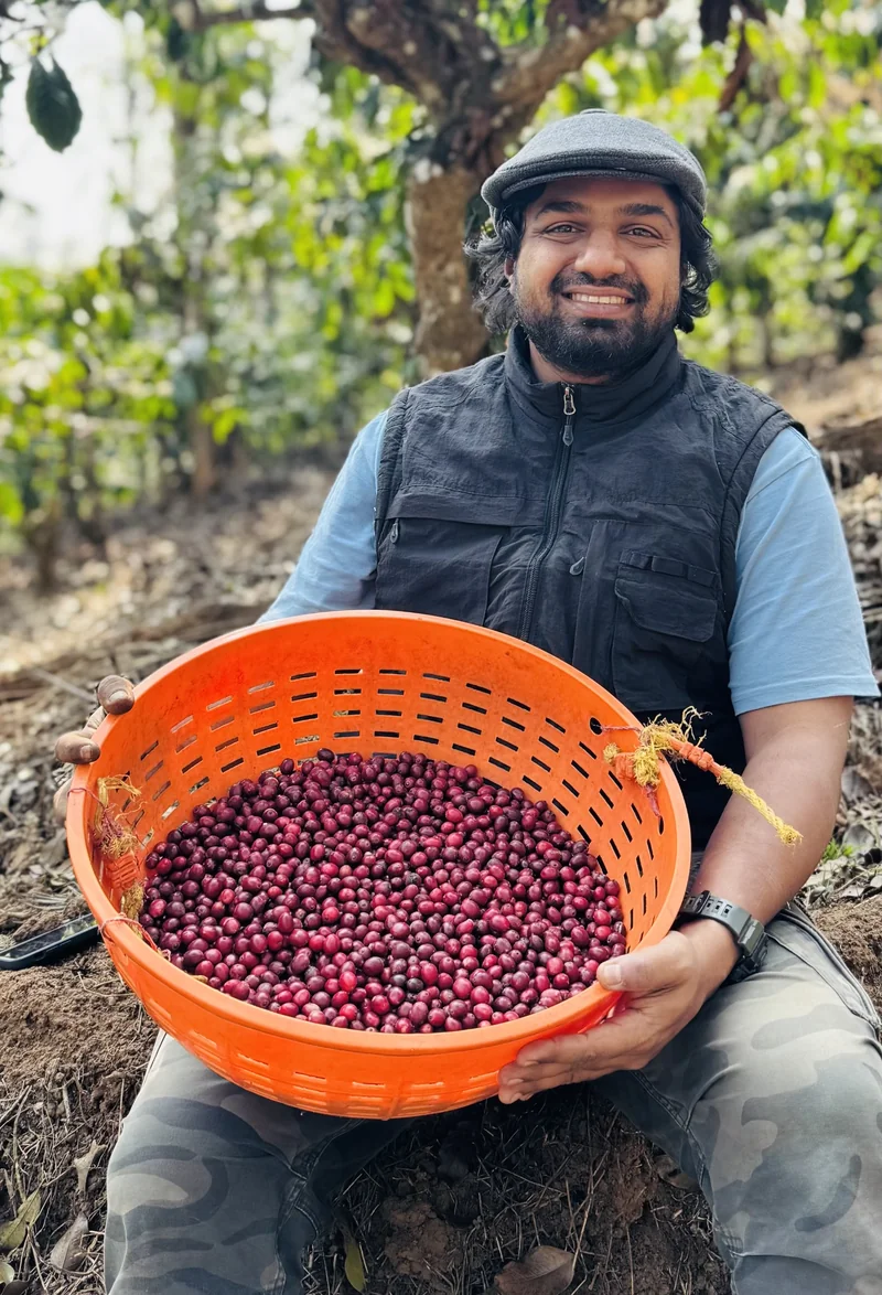 Freshly picked coffee cherries
