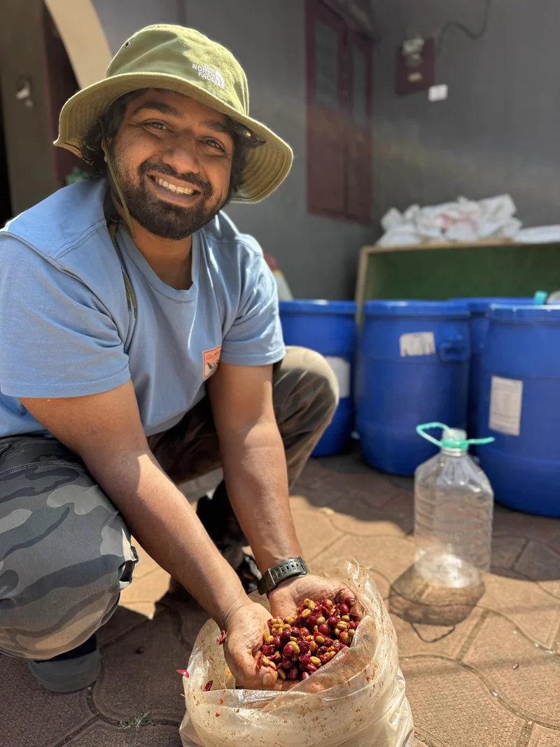 Sorting freshly processed coffee cherries